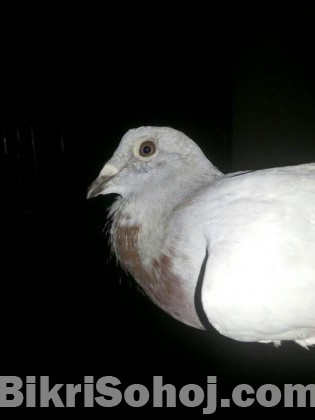 Pigeon